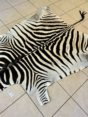 B Grade Zebra Skin without Felt backing (B10-3)