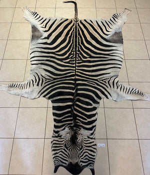 A Grade Zebra Skin (A11-4)