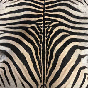 A Grade Zebra Skin (A11-4)