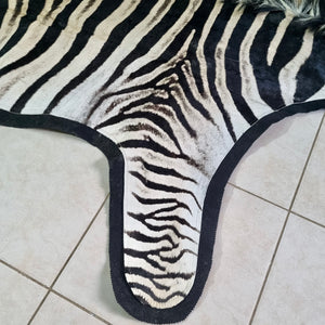 A Grade Zebra Skin with Felt backing (AF11-1)