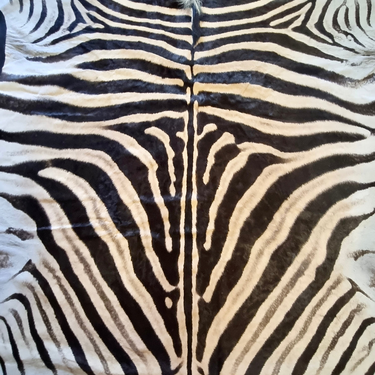 A Grade Zebra Skin with Felt backing (AF12-1 [11-1])