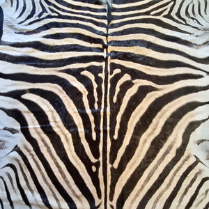 A Grade Zebra Skin with Felt backing (AF12-1 [11-1])