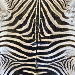 B Grade Zebra Skin with Felt backing (BF12-1 [11-1])