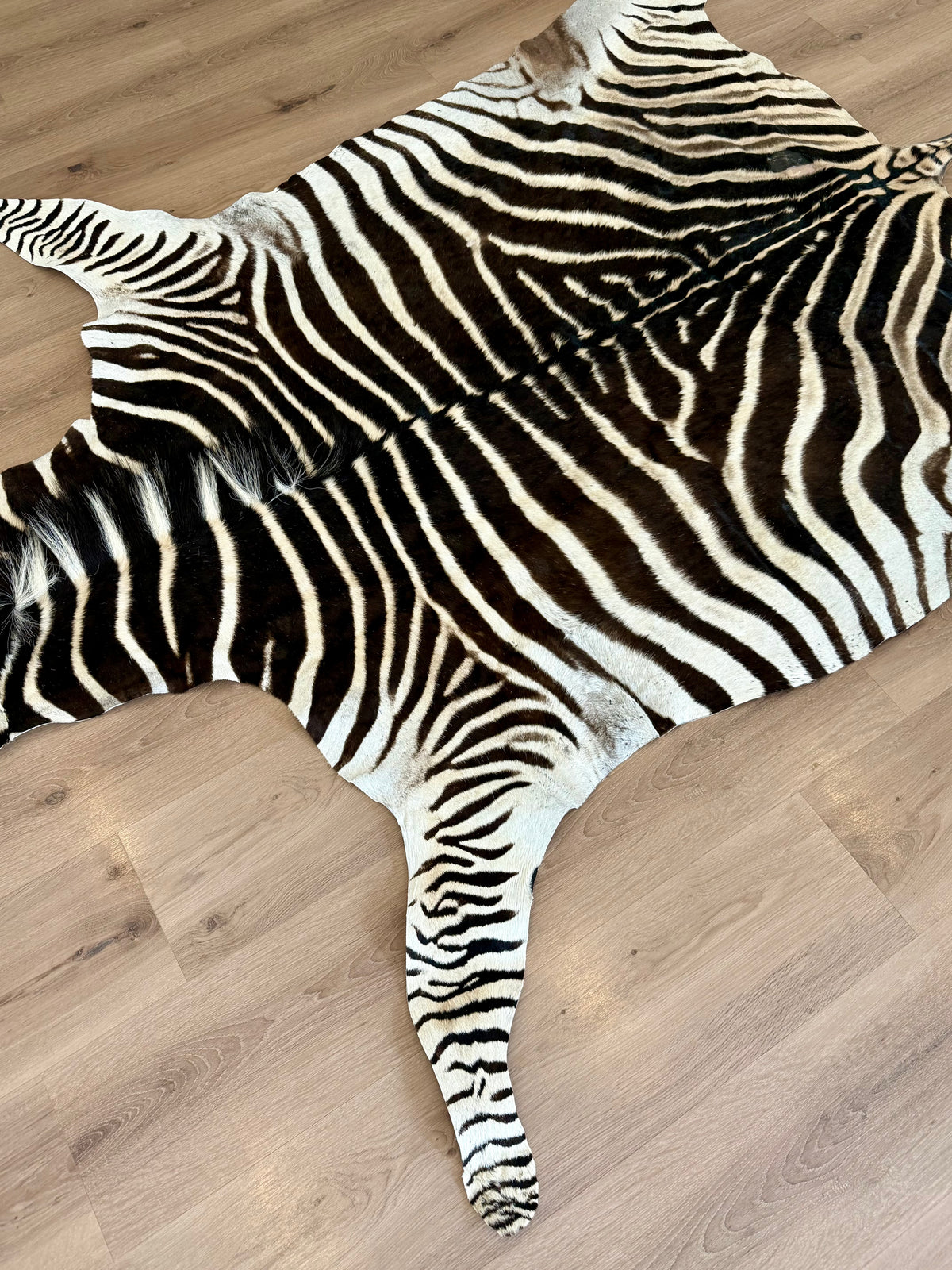 B Grade Zebra Skin (B1)