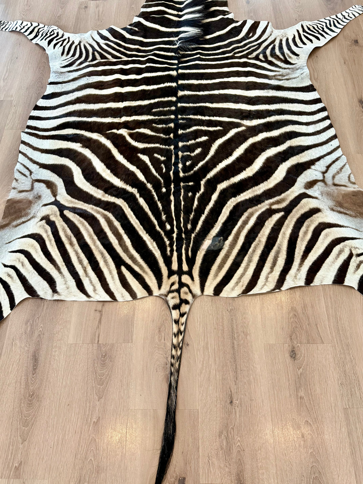 B Grade Zebra Skin (B1)