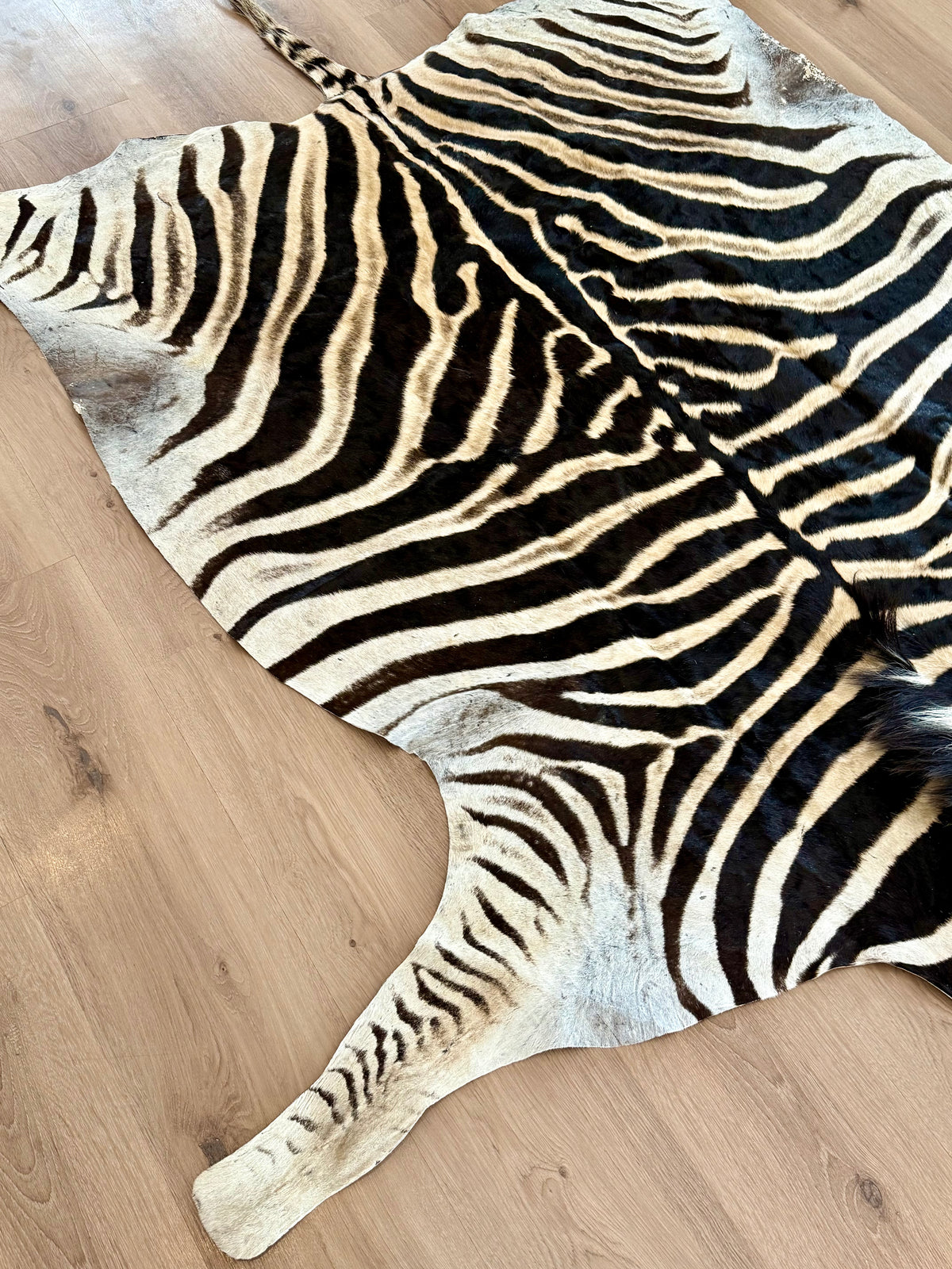 B Grade Zebra Skin (B2)