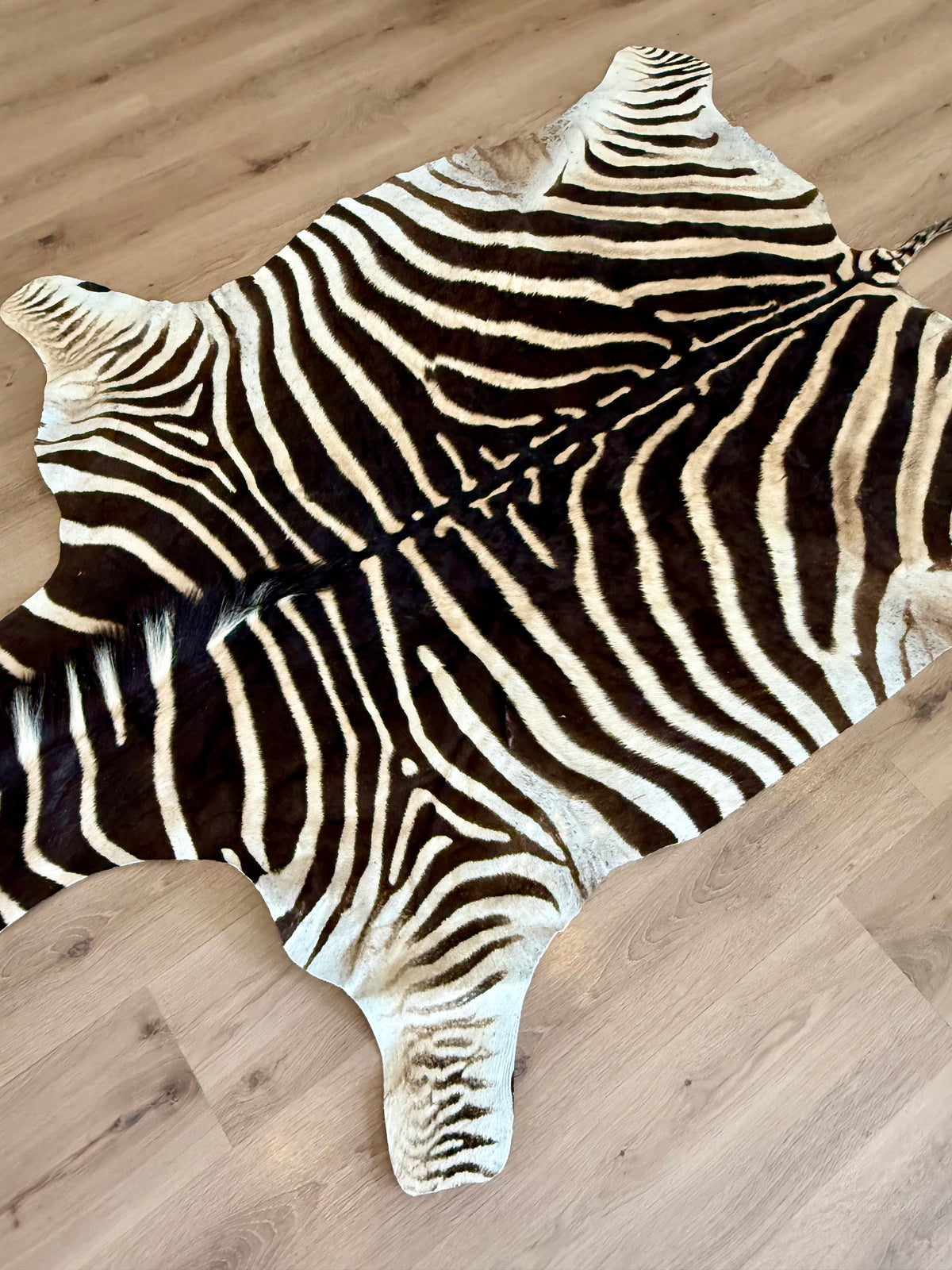 B Grade Zebra Skin (B4)