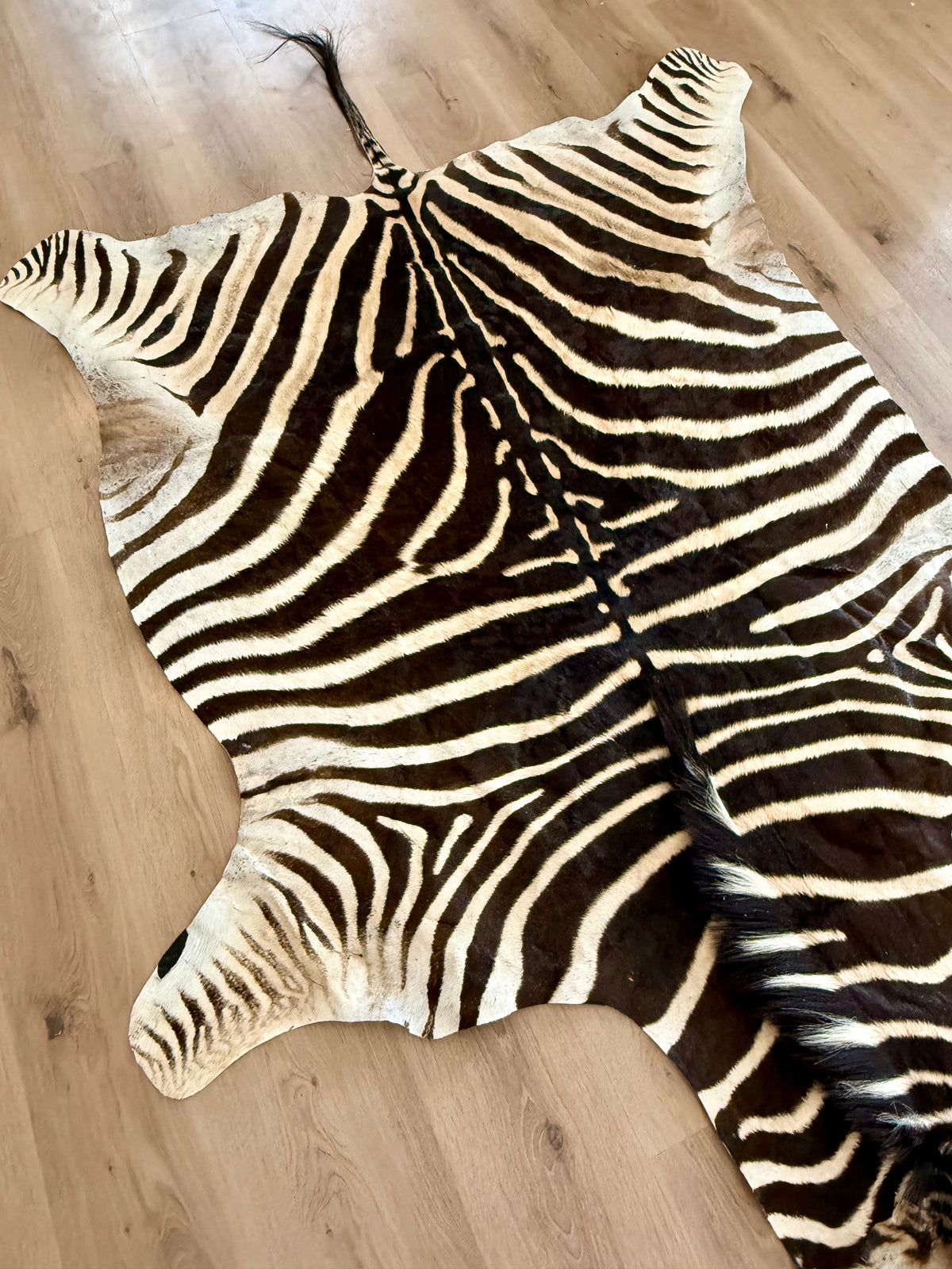 B Grade Zebra Skin (B4)