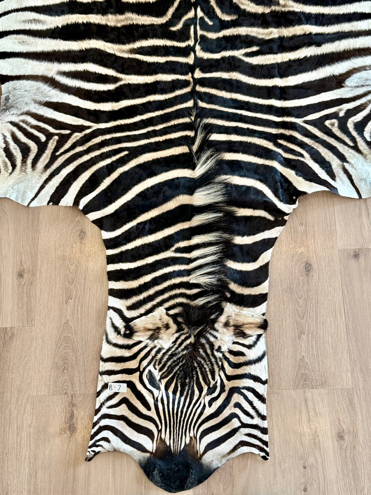 B Grade Zebra Skin (B7)