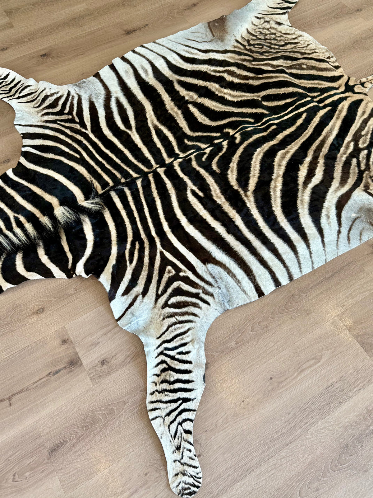 B Grade Zebra Skin (B7)