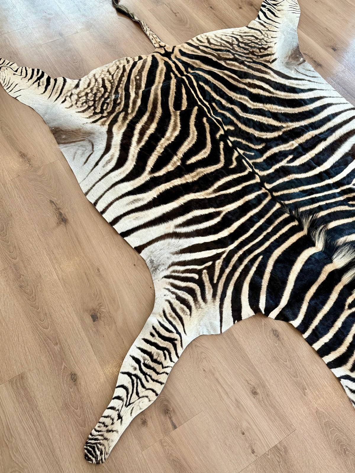 B Grade Zebra Skin (B7)