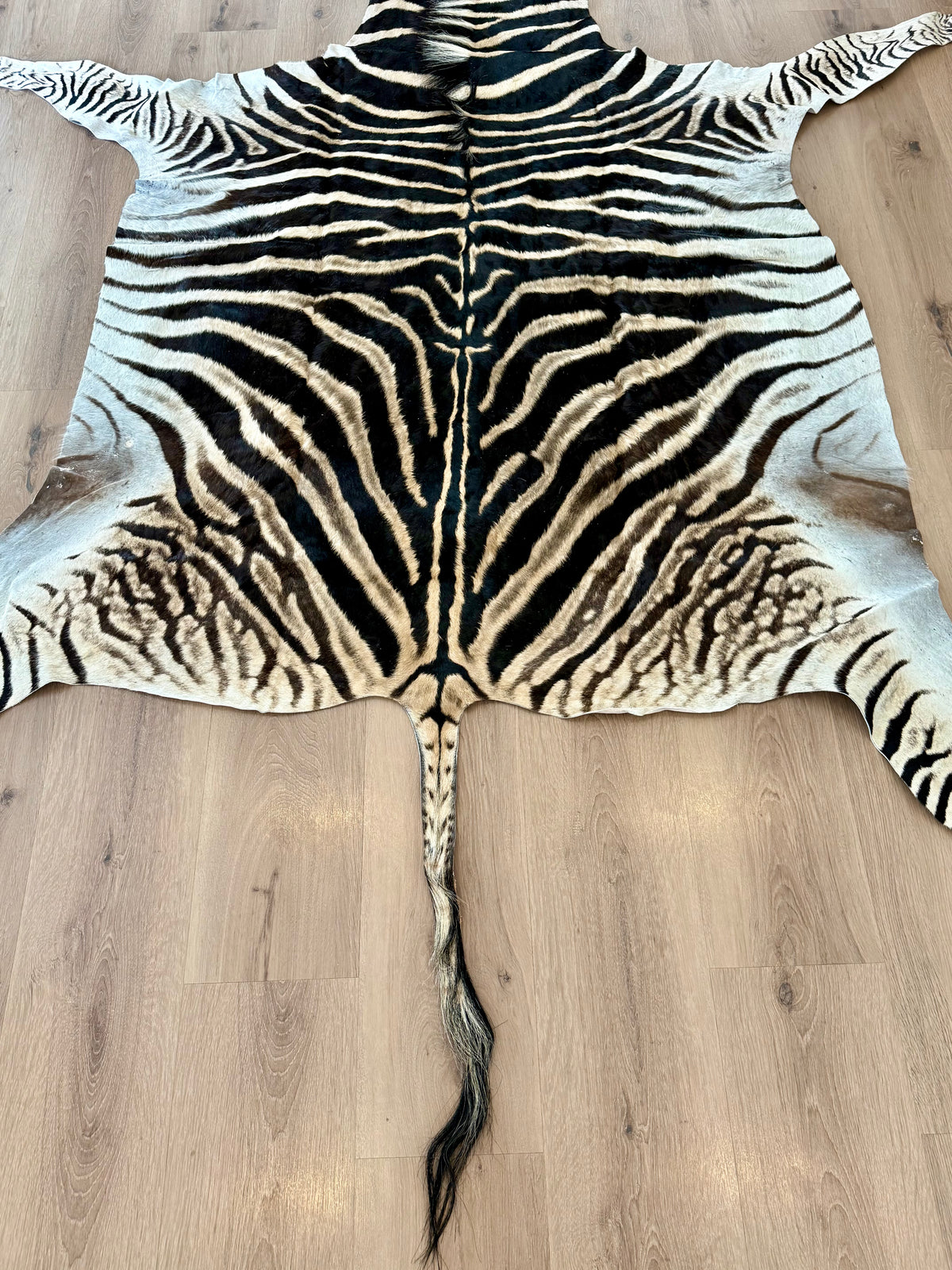 B Grade Zebra Skin (B7)