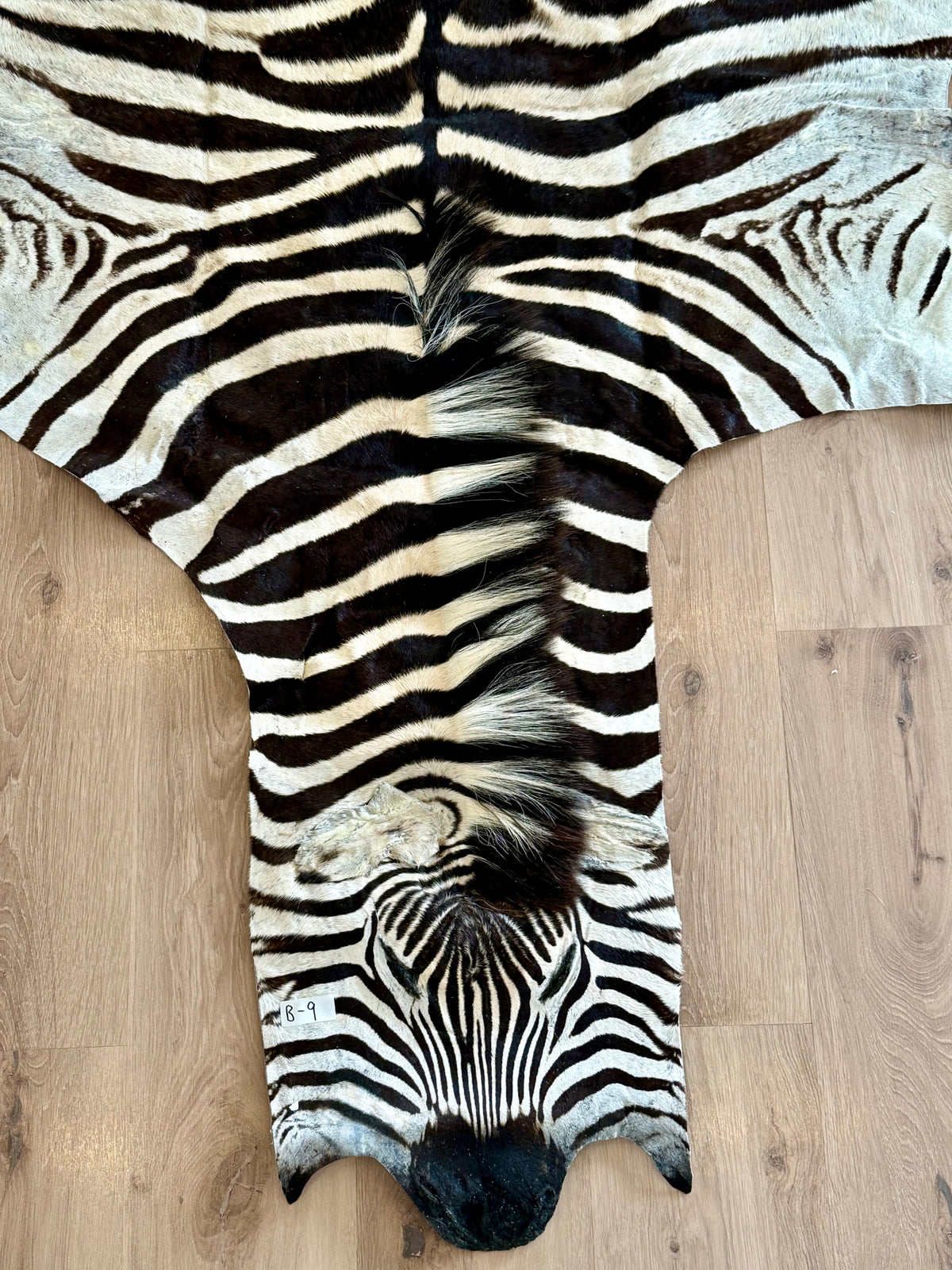 B Grade Zebra Skin (B9)