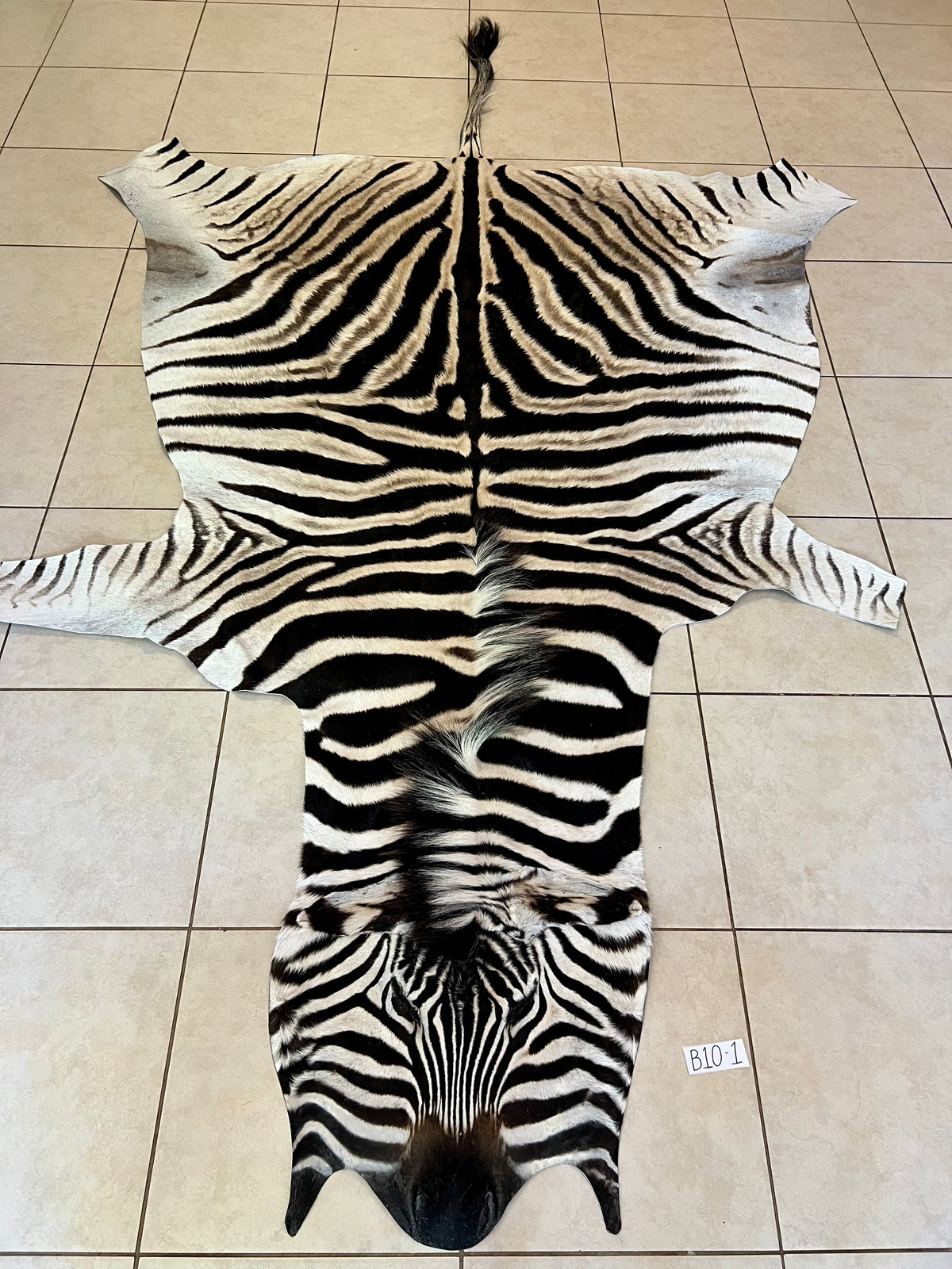 B Grade Zebra Skin without Felt backing (B10-1)