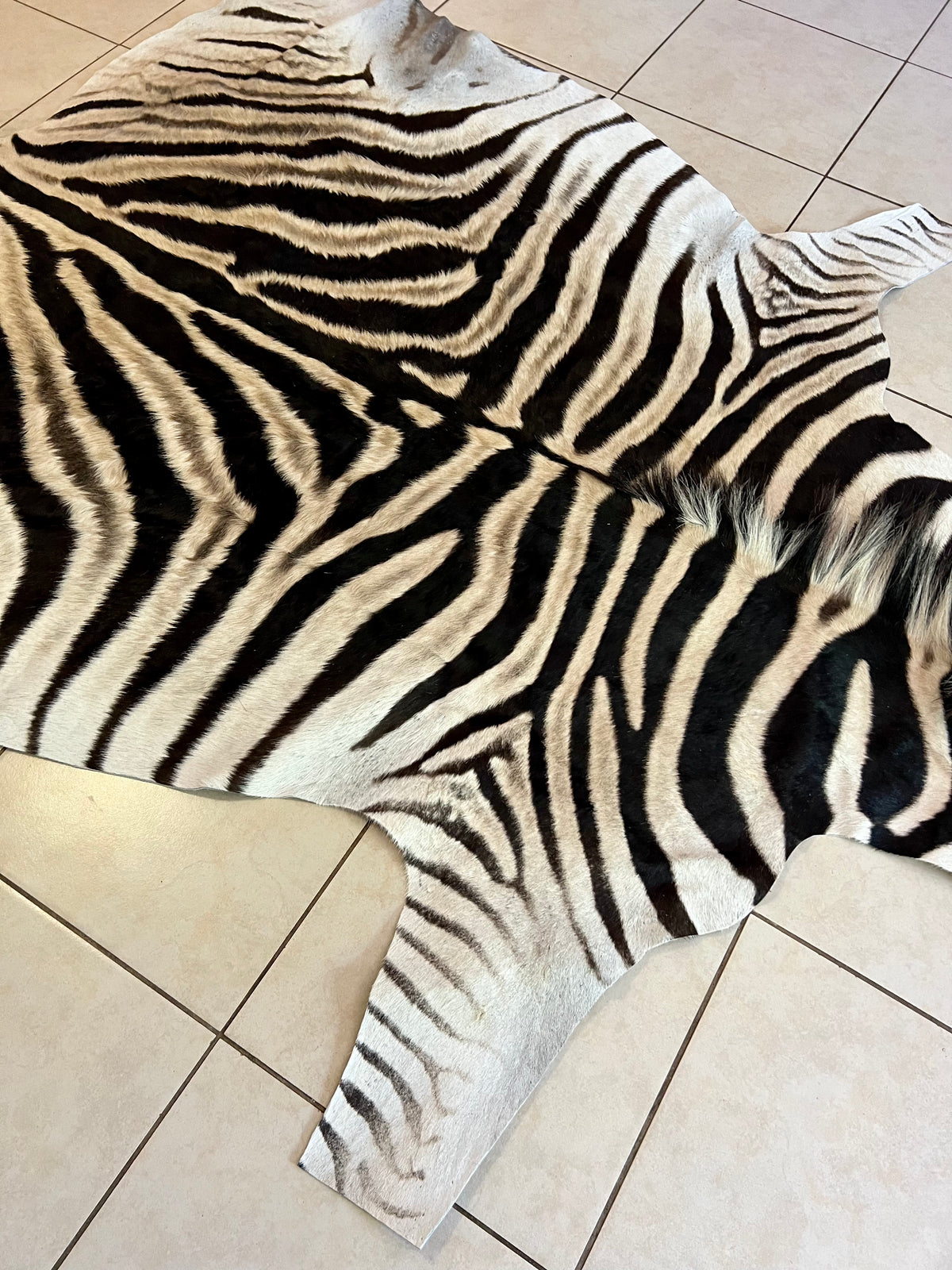 B Grade Zebra Skin without Felt backing (B10-1)
