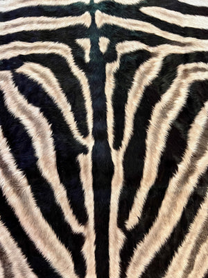 B Grade Zebra Skin without Felt backing (B10-1)