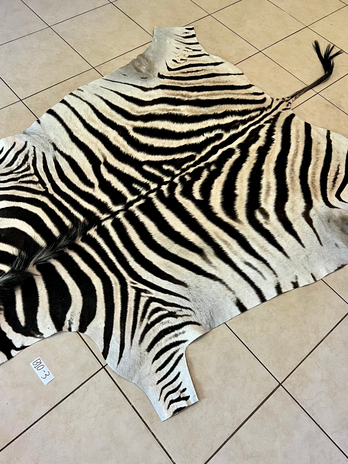 B Grade Zebra Skin without Felt backing (B10-3)