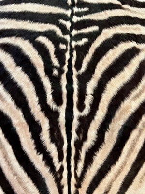 B Grade Zebra Skin without Felt backing (B10-3)