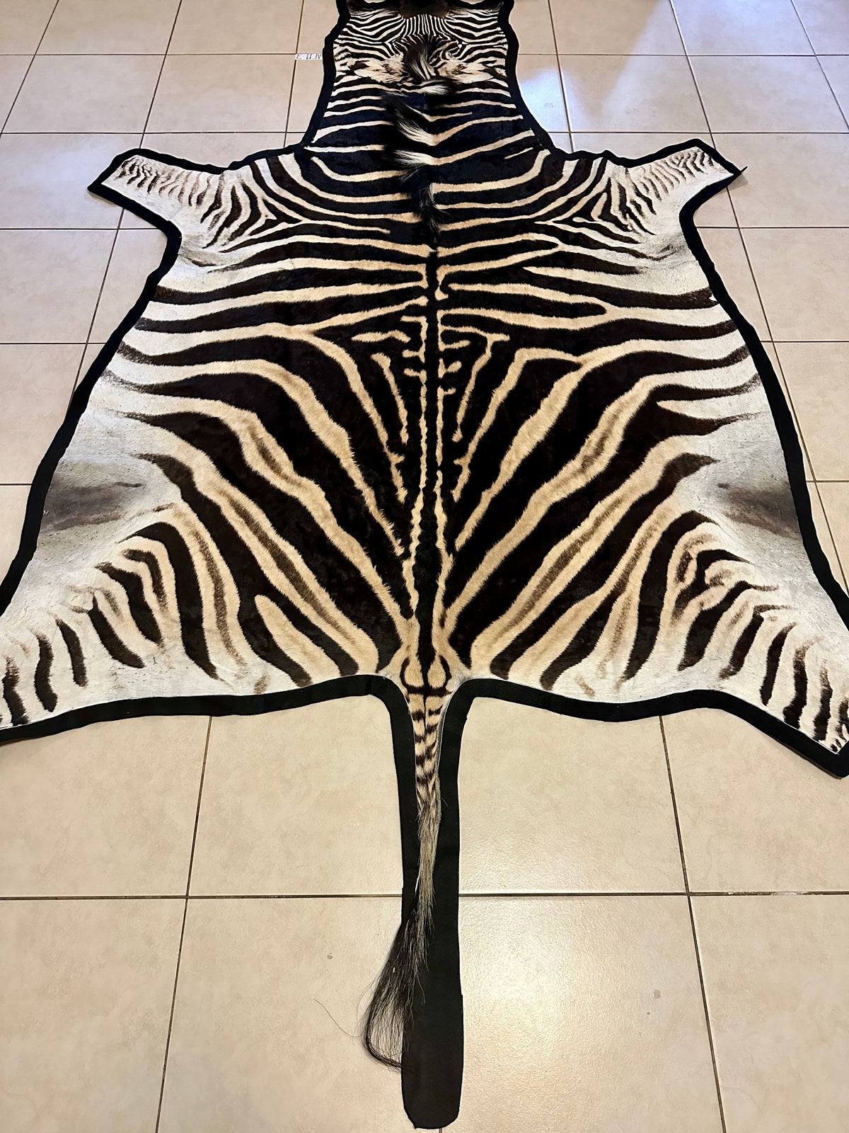 A Grade Zebra Skin with Felt backing (AF11-3)