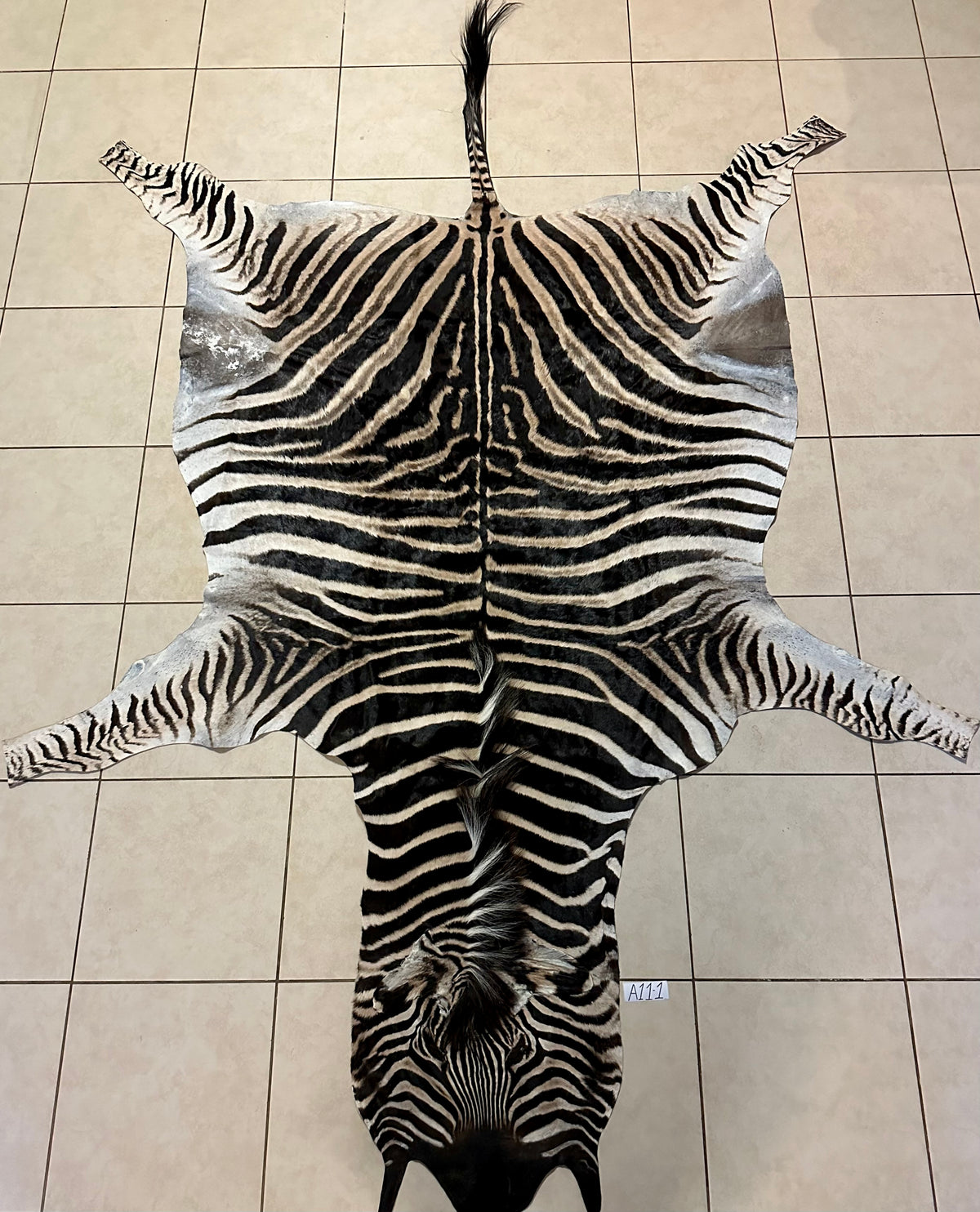 A Grade Zebra Skin (A11-1)