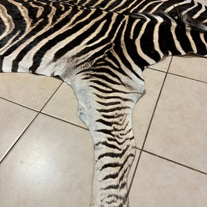 A Grade Zebra Skin (A11-1)