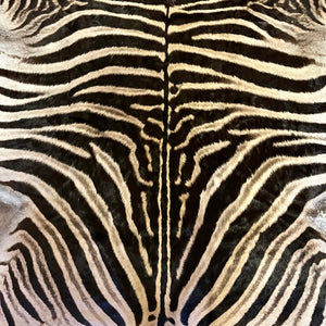 A Grade Zebra Skin (A11-1)