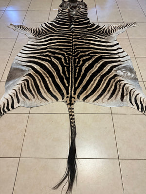 A Grade Zebra Skin (A11-1)