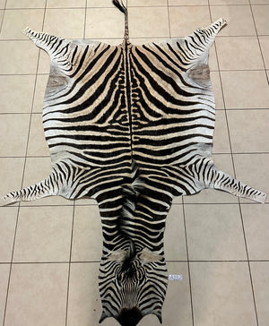 A Grade Zebra Skin (A11-2)