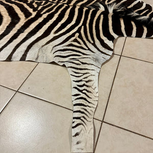 A Grade Zebra Skin (A11-2)