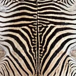 A Grade Zebra Skin (A11-2)