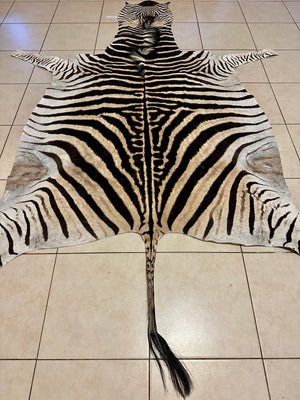 A Grade Zebra Skin (A11-2)