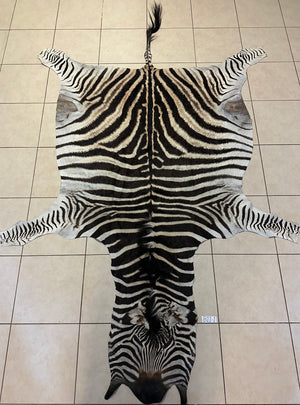 B Grade Zebra Skin (B11-1)