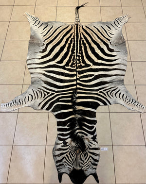 A Grade Zebra Skin (A11-3)