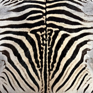 A Grade Zebra Skin (A11-3)