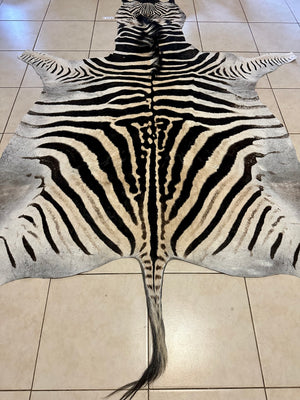 A Grade Zebra Skin (A11-3)