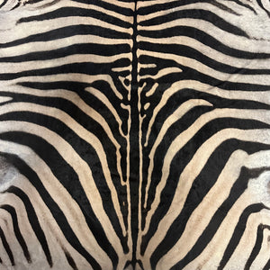 A Grade Zebra Skin (A11-4)