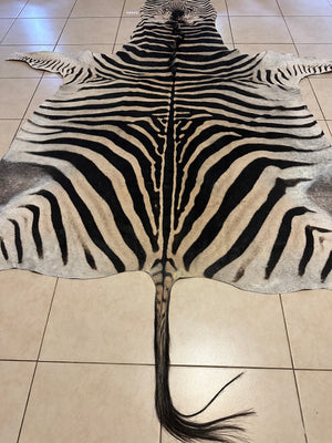 A Grade Zebra Skin (A11-4)